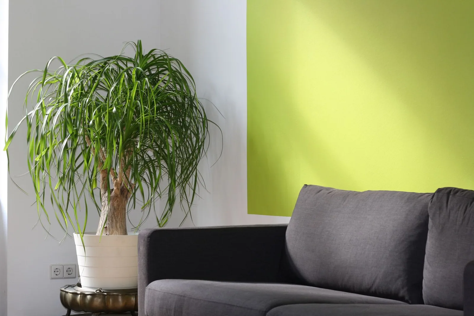 A living room with a plant